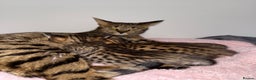 Savannah cats for sale: TICA Reg F3 Savannah Kittens HIGH PERCENTAGE - Advert 18