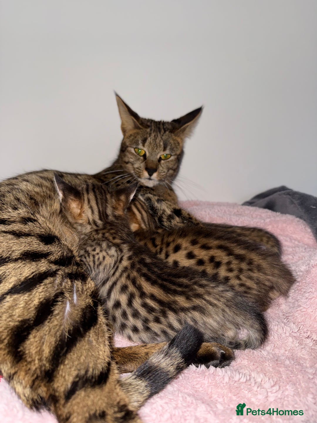 Savannah cats for sale: TICA Reg F3 Savannah Kittens HIGH PERCENTAGE - Advert 18