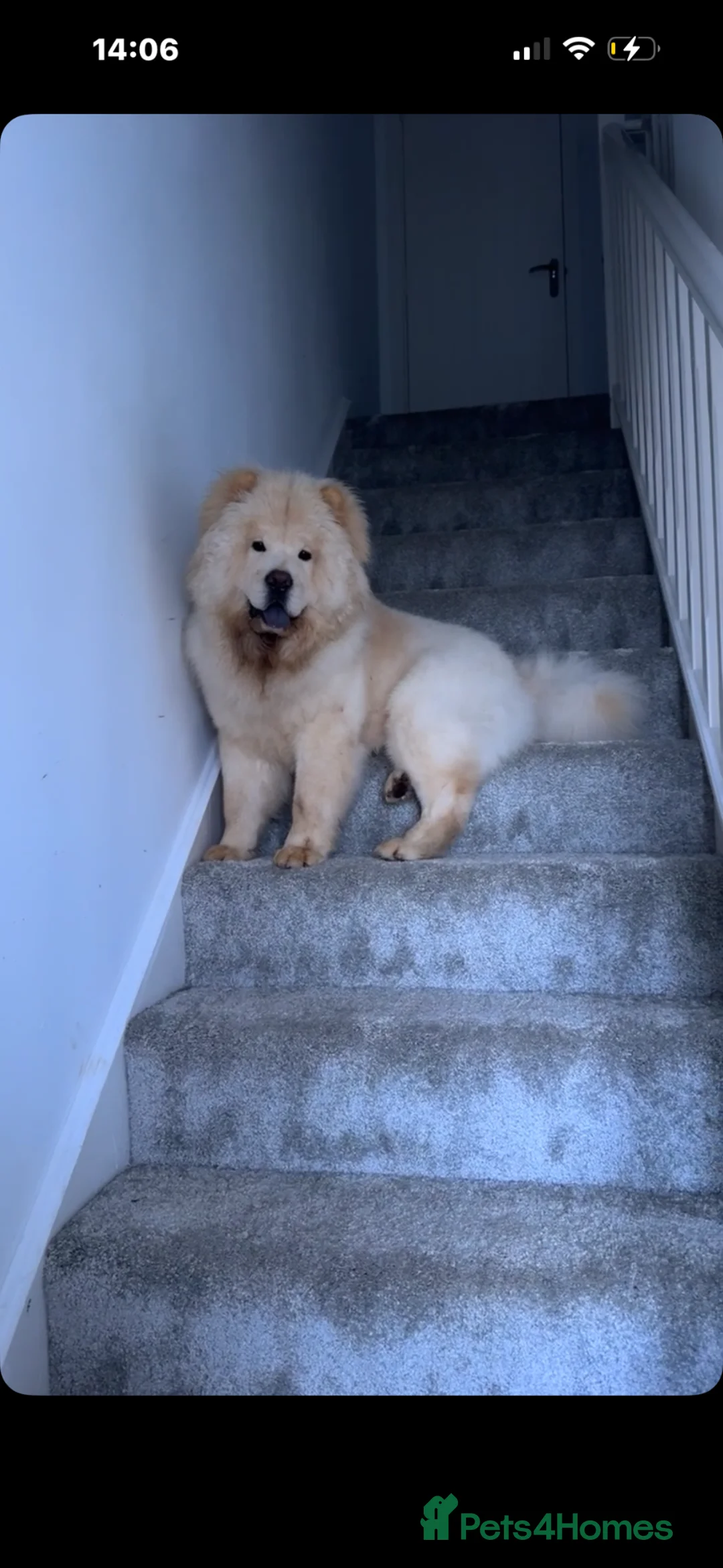 Chow Chow dogs for sale: Yogi  in Redditch - Advert 1