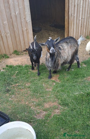 Goats livestock - Advert 17