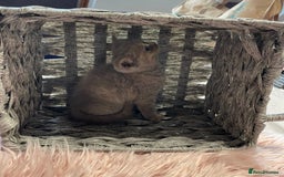 British Shorthair cats for sale: Stunning fluffy kittens  - Image 5