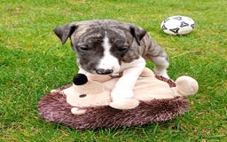 Whippet dogs for sale: Quality KC reg Whippet Puppies - Image 9