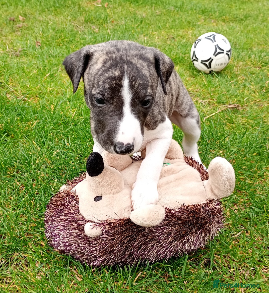 Whippet dogs for sale: Quality KC reg Whippet Puppies - Image 9