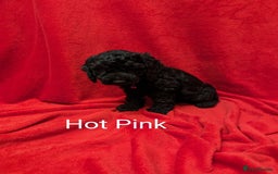Sproodle dogs for sale: Beautiful F1b Sproodle Pups, 4 Boys & 4 Girls - Image 8