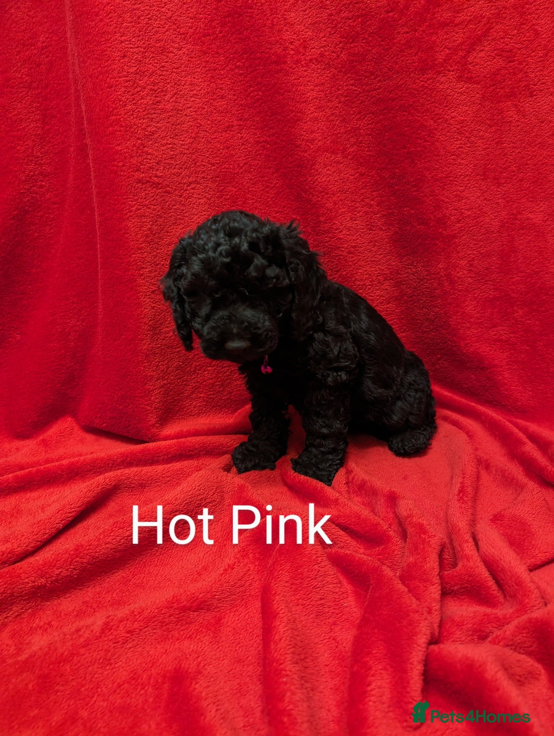 Sproodle dogs for sale: Beautiful F1b Sproodle Pups, 4 Boys & 4 Girls - Image 8