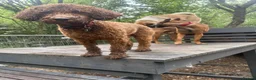 Cockapoo dogs for sale: 1 YearOld Cockapoo Looking for His Forever Home 🐾 - Advert 3