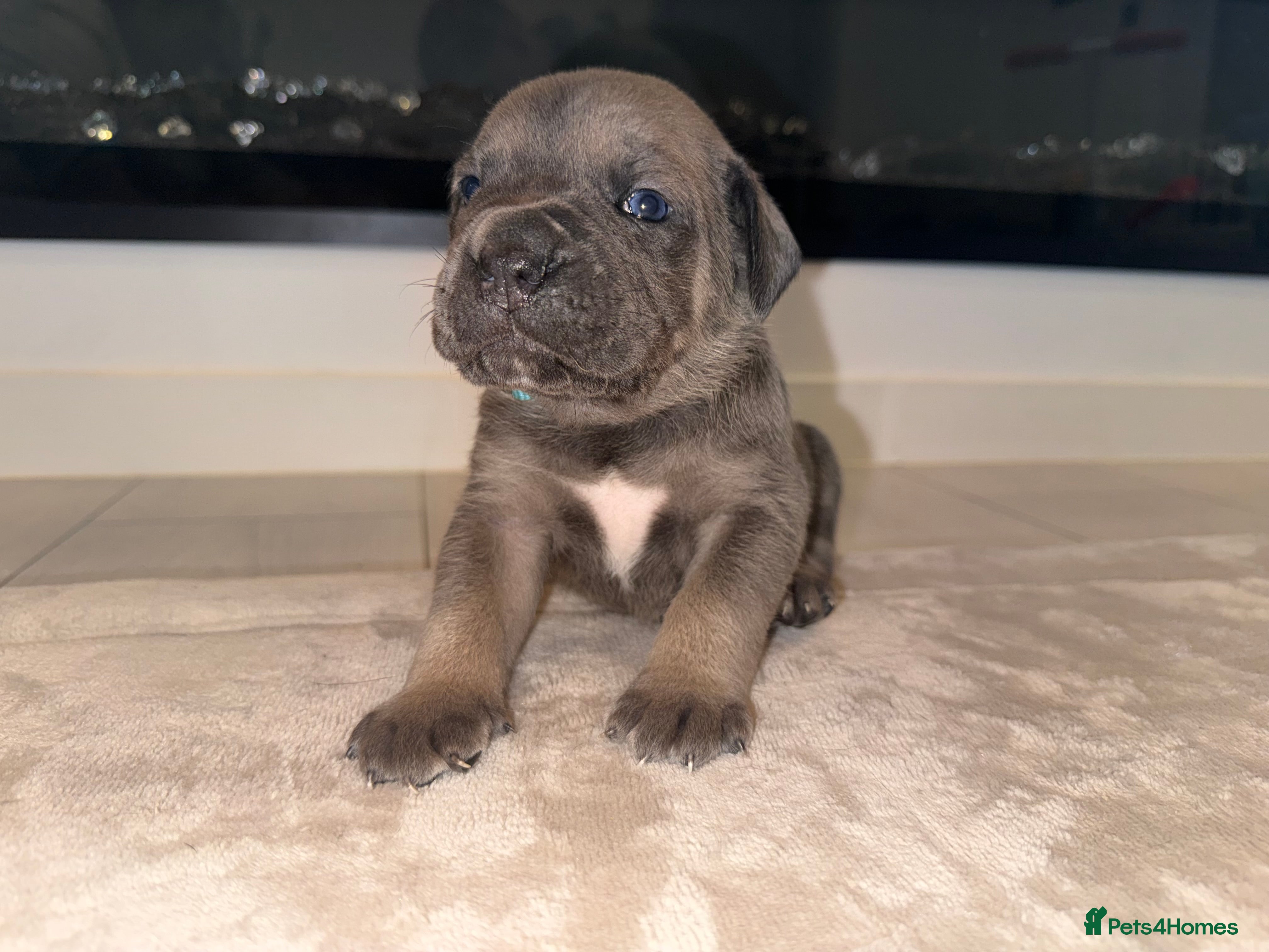 Cane Corso dogs ICF/ICCF Champion 6th GENERATION Cane Corso pups - Advert 1