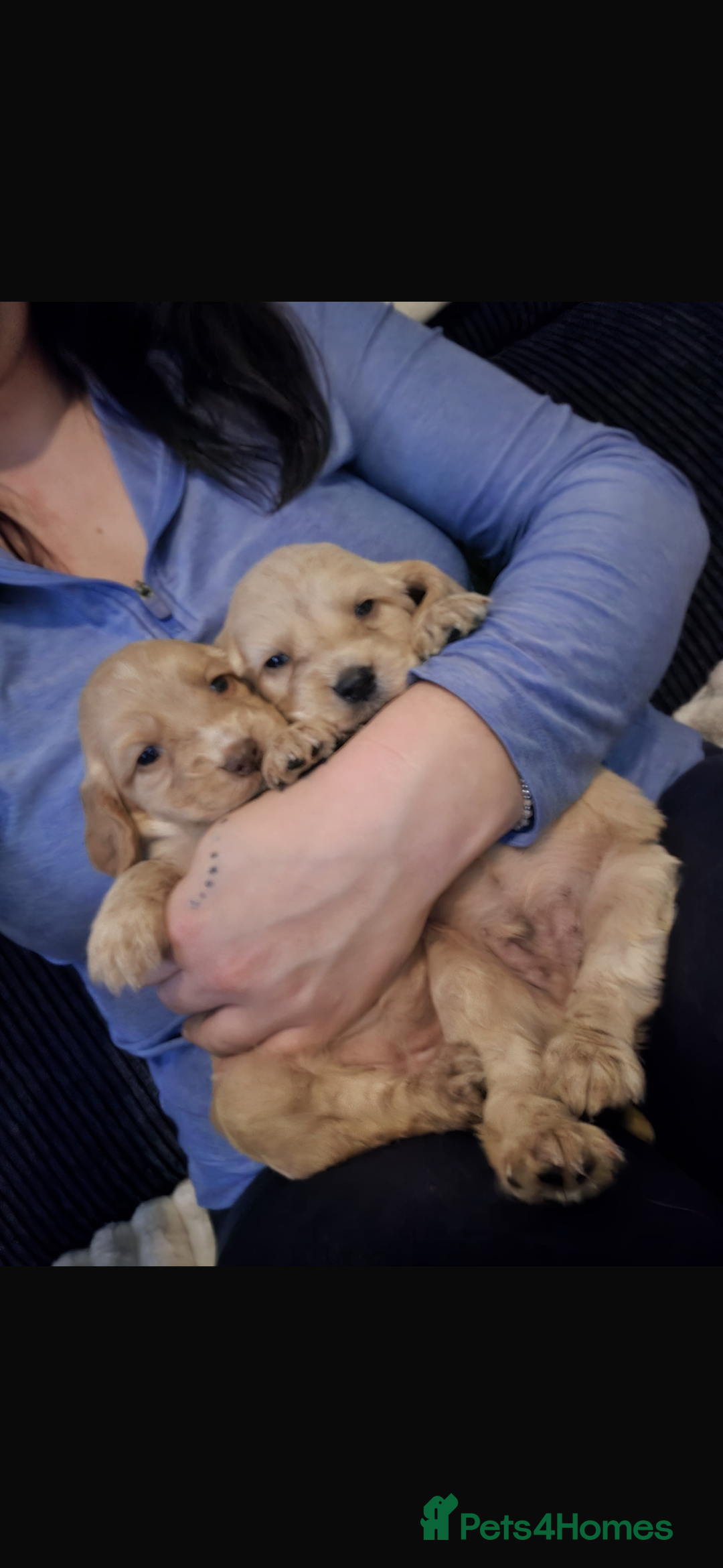 Cocker Spaniel dogs for sale: Beautiful cocker spaniels  - Image 2
