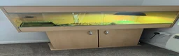 Hermann Tortoise reptiles for sale: Hermann’s Tortoise with Full Vivarium Setup  - Advert 1