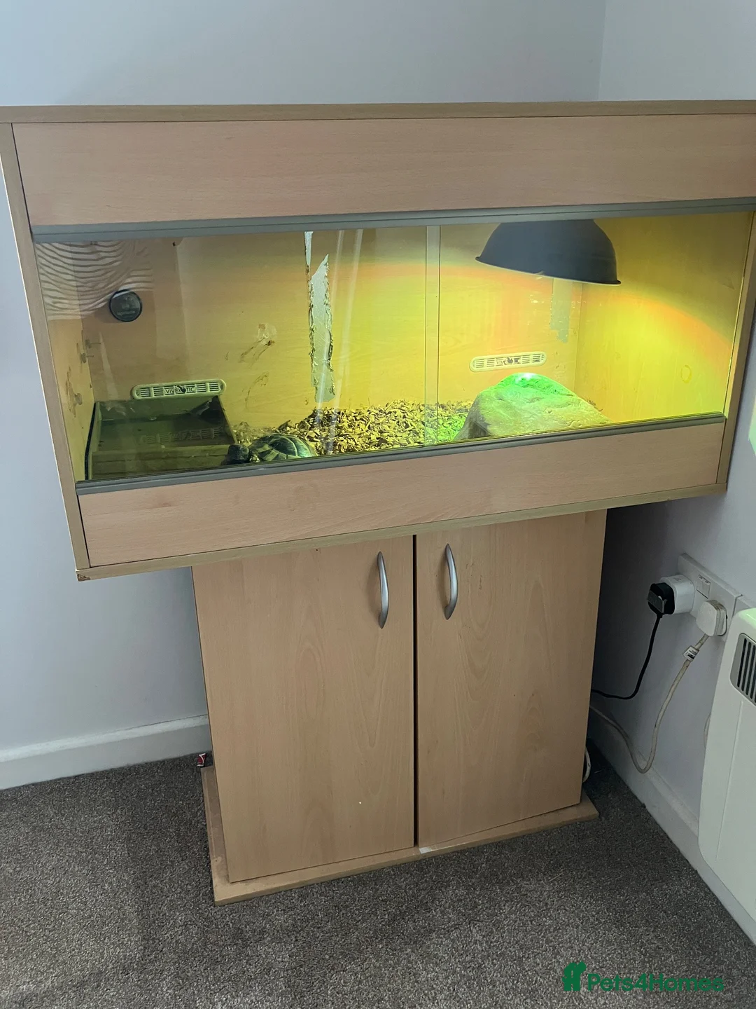 Hermann Tortoise reptiles for sale: Hermann’s Tortoise with Full Vivarium Setup  - Advert 1