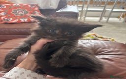 Maine Coon cats for sale: Half main coon kittens  - Image 21