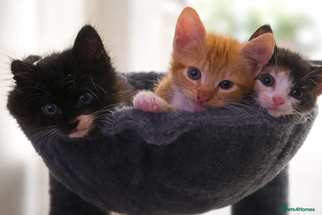 Domestic Shorthair cats for sale: Black and White Kitten - Advert 4