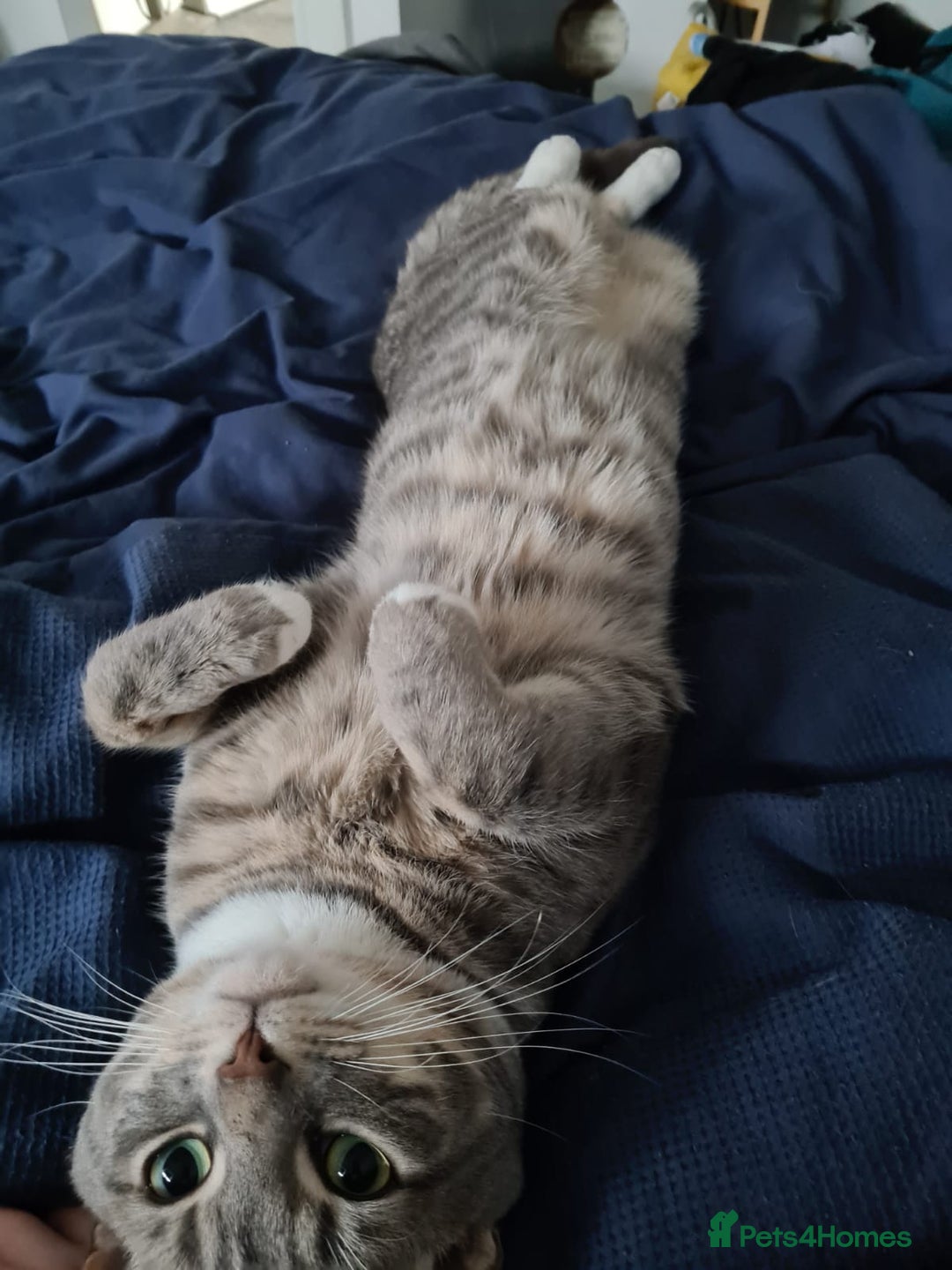 Mixed Breed cats for sale: Bengal BSH Cross Kittens - Advert 5