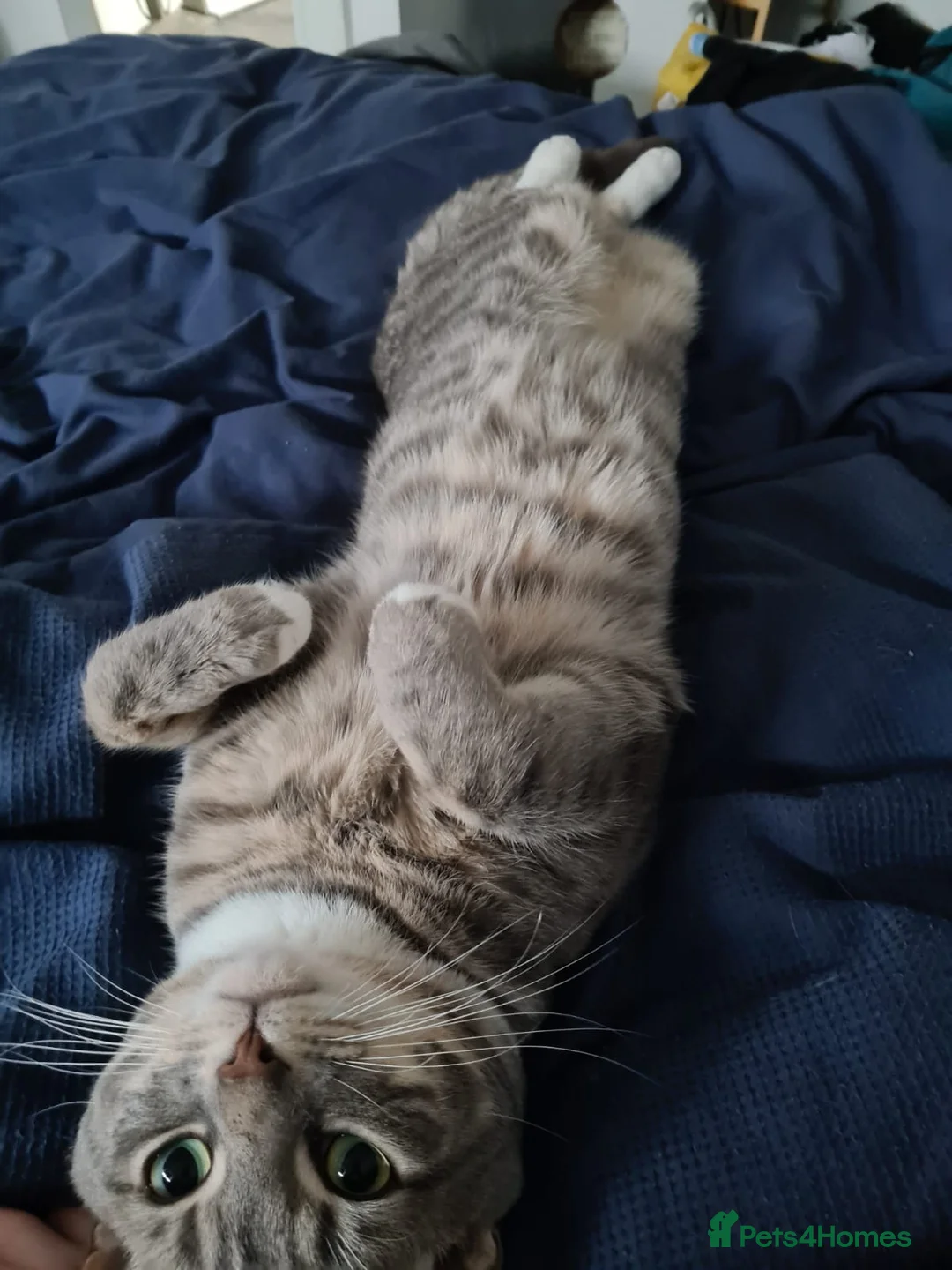 Mixed Breed cats for sale: Bengal BSH Cross Kittens - Advert 5