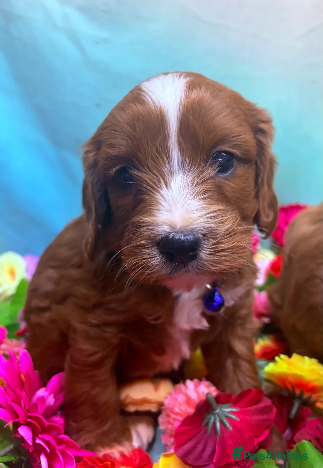 Cavapoo dogs for sale: Beautiful F1 type Cavapoo Puppies- Dad PRA tested - Advert 6