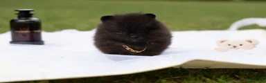 Pomeranian Puppy 3