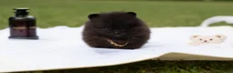 Pomeranian dogs for sale: ✨ Tiny Teddy Face Pomeranian Puppies 🐻✨ - Advert 27