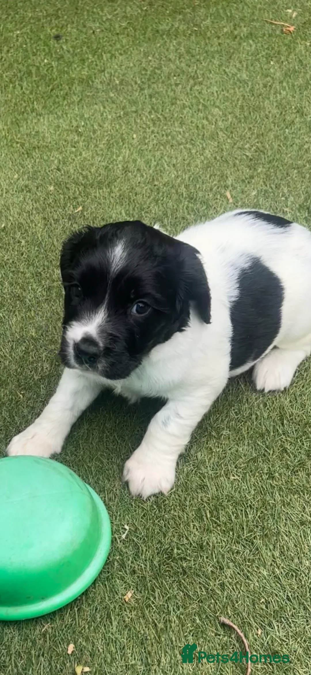 English Springer Spaniel dogs for sale: STUNNING GIRL AVAILABLE  - Advert 1