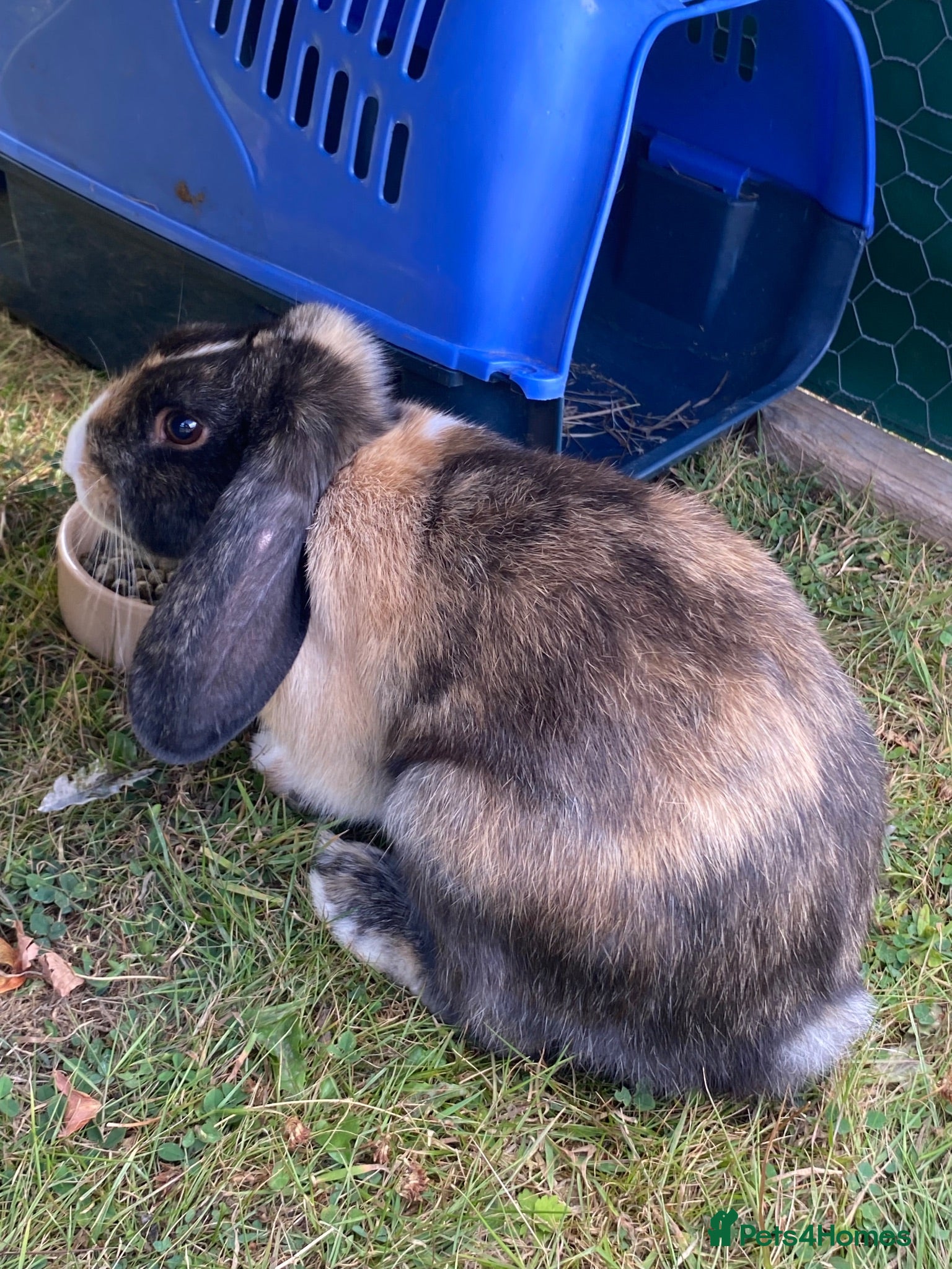 Mini Lop rabbits Three rabbits for sale - Advert 1
