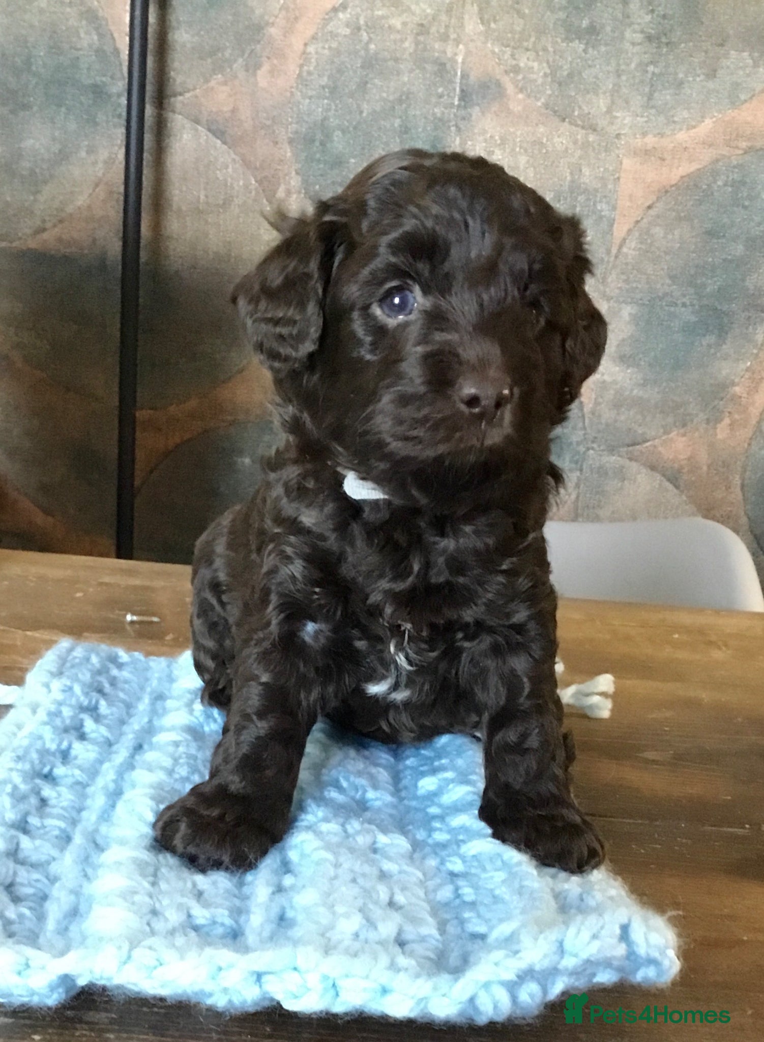 Labradoodle dogs F1b Beautiful miniature Labradoodle puppies - Advert 2