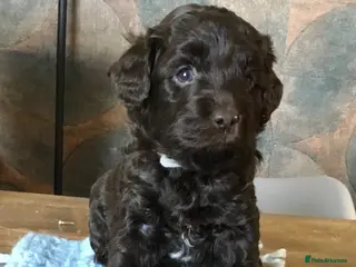 Labradoodle dogs F1b Beautiful miniature Labradoodle puppies - Advert 2