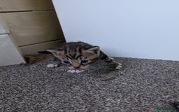 Mixed Breed cats for sale: 7 Adorable Tabby, Black, and Tortishell Kittens. - Image 9