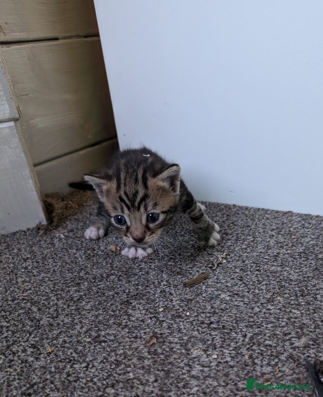 Mixed Breed cats for sale: 7 Adorable Tabby, Black, and Tortishell Kittens. - Image 9