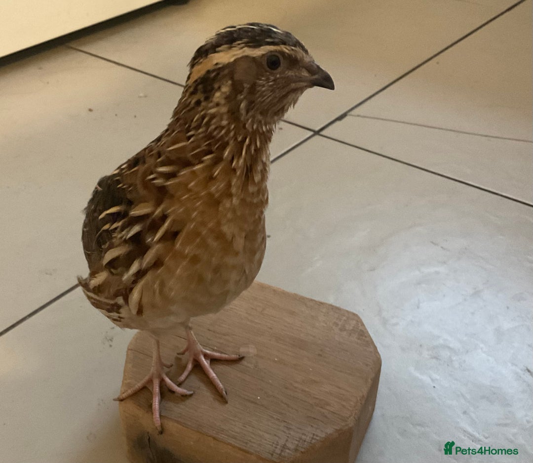 Mixed Breed birds for sale: Male Quail looking for a loving new home - Advert 2