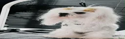 Maltese dogs for sale: Korean Line Maltese Puppy's  in Birmingham - Advert 4