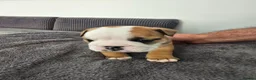 English Bulldog dogs for sale: KC English Bulldogs puppies  - Advert 4