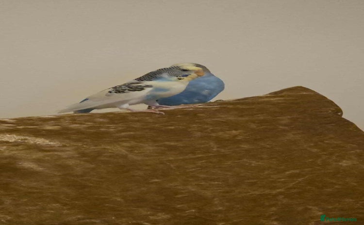Budgerigars birds - Advert 15
