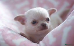 Chihuahua dogs for sale: Kc Registered Quality chihuahua puppies  - Image 4