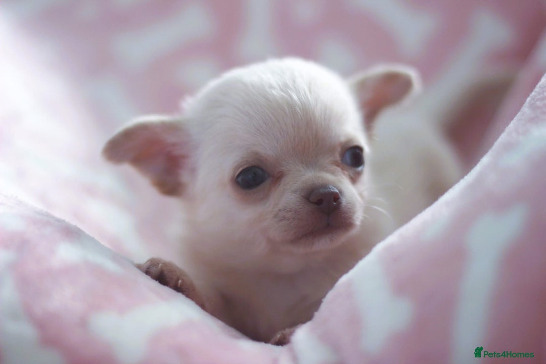 Chihuahua dogs for sale: Kc Registered Quality chihuahua puppies  - Image 4