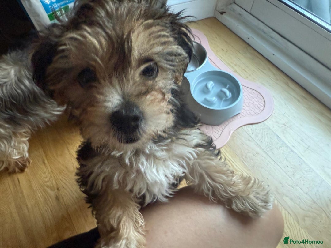 Morkie dogs for sale: Beautiful morkie looking for his new home  - Image 2