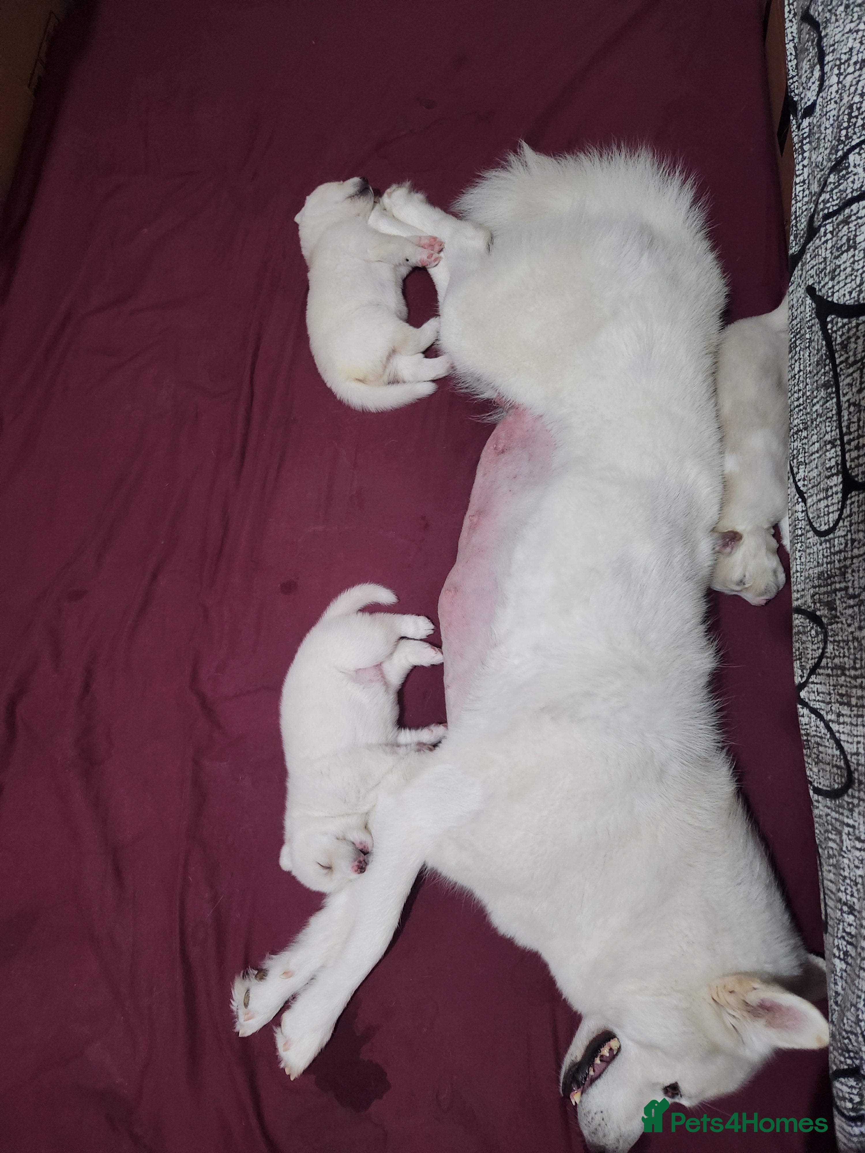 Siberian Husky dogs ​🐾STUNNING Siberian Husky Puppies💎Blue eyes🐾🐾 - Advert 2