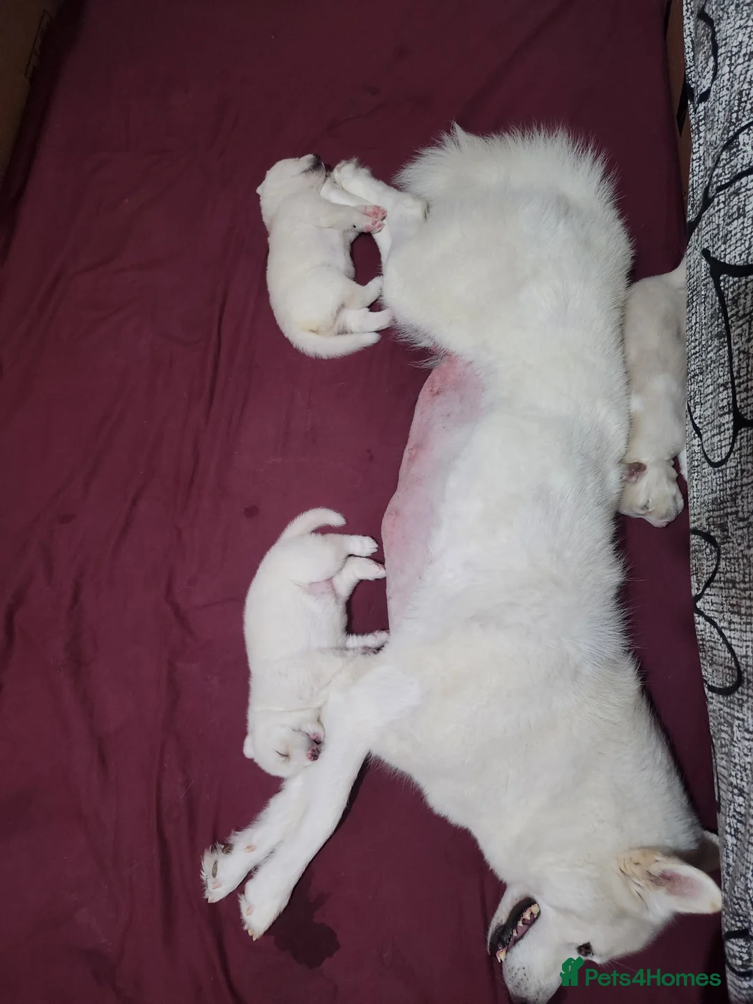 Siberian Husky dogs for sale: ​🐾STUNNING Siberian Husky Puppies💎Blue eyes🐾🐾 - Advert 2