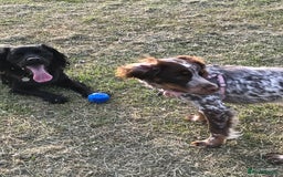 Cocker Spaniel dogs for sale: Beautiful Cocker Spaniel Puppies - Advert 26