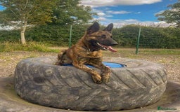 Mixed Breed dogs for adoption: BEAUTIFUL BUZZ  - Image 3