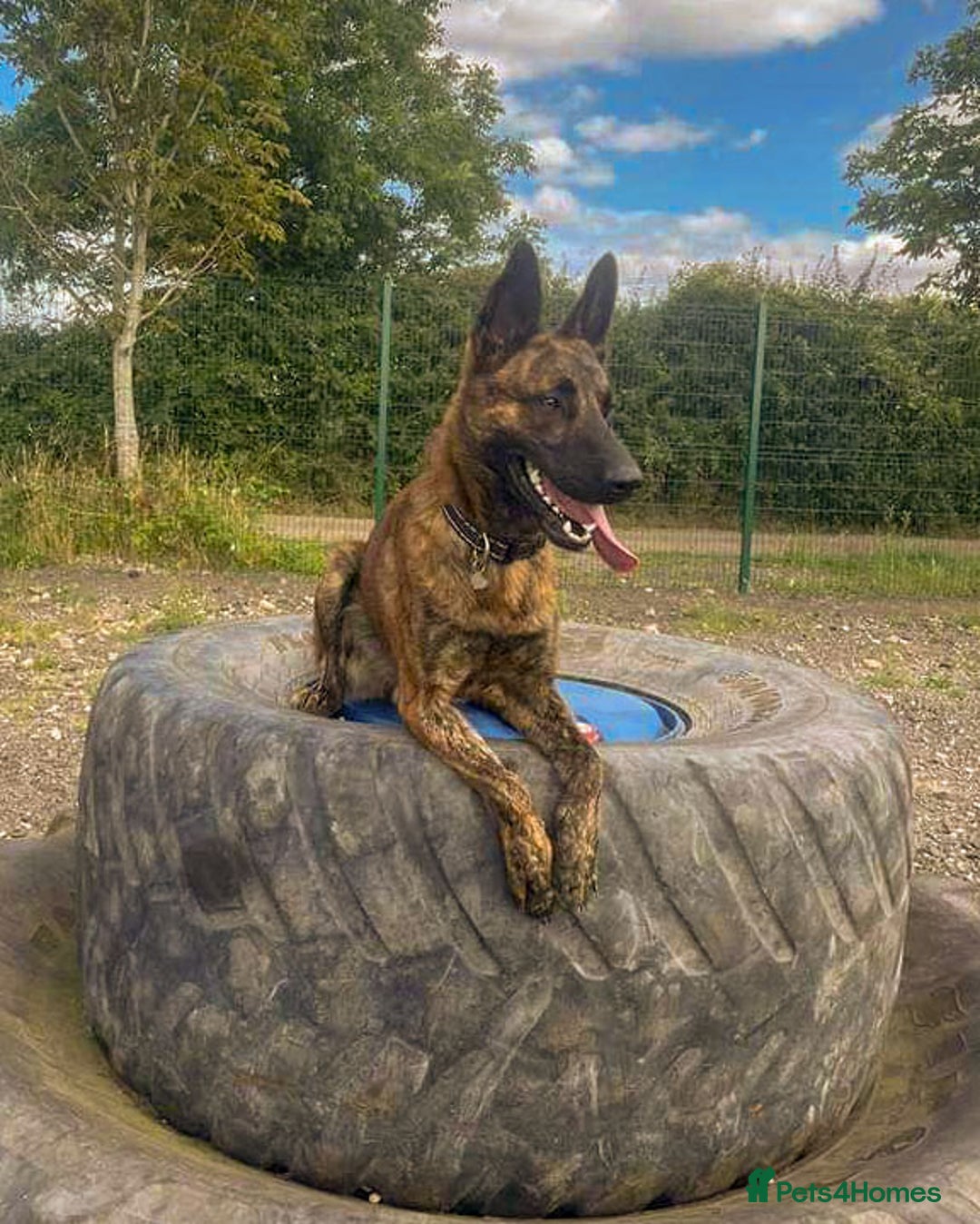 Mixed Breed dogs for adoption: BEAUTIFUL BUZZ  - Image 3