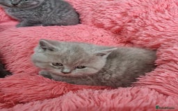 British Shorthair cats for sale: British shorthair kittens lilac/blue - Image 22