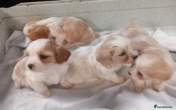 Cavapoo dogs for sale: Adorable cavapoo pups for sale - Image 3