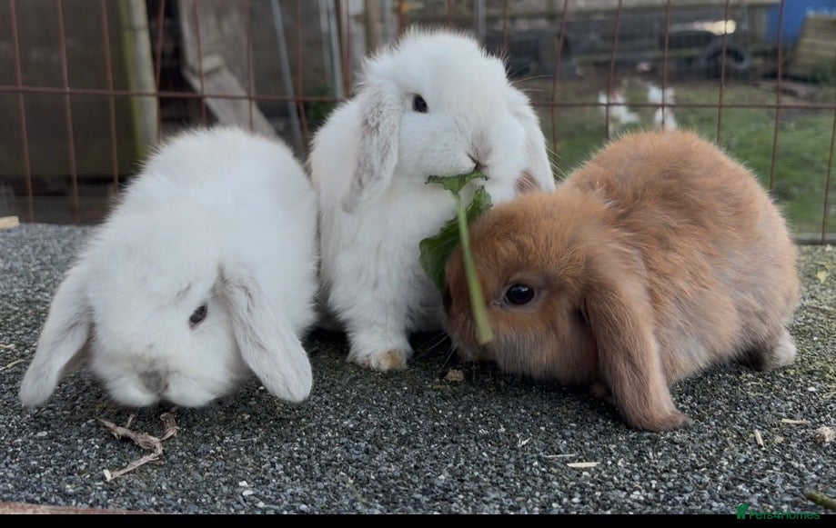 Mini Lop rabbits Mini lop bunnies * boys only left * - Advert 14