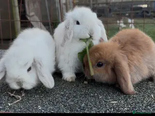 Mini Lop rabbits Mini lop bunnies * boys only left * - Advert 14