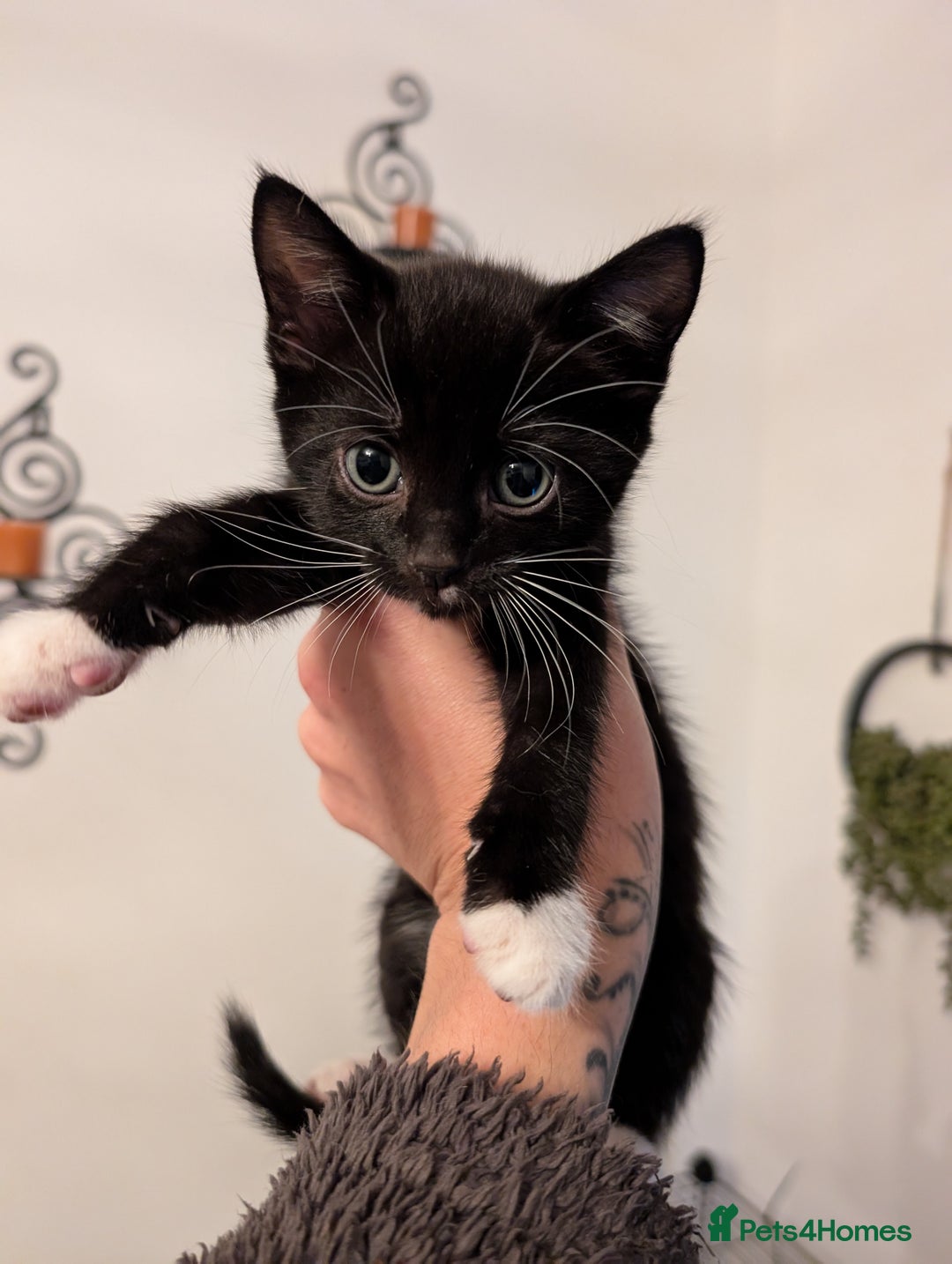 Domestic Shorthair cats for sale: Kittens for sale - Image 16