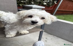 Bichon Frise dogs for sale: Bichon Maltese for sale  - Image 11