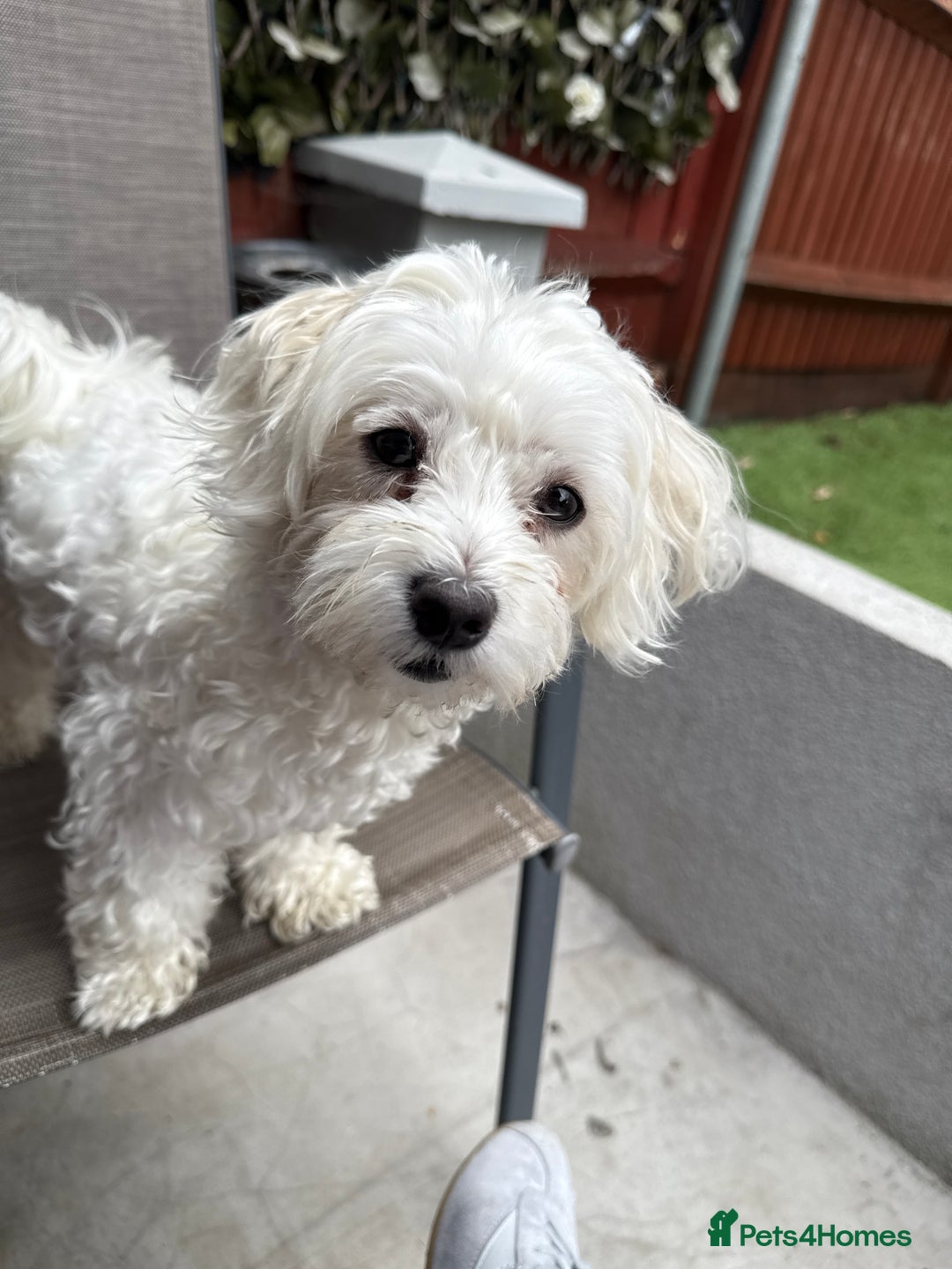 Bichon Frise dogs for sale: Bichon Maltese for sale  - Image 11
