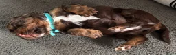 Cocker Spaniel dogs for sale: KC chocolate and tan working cocker spaniel - Advert 8