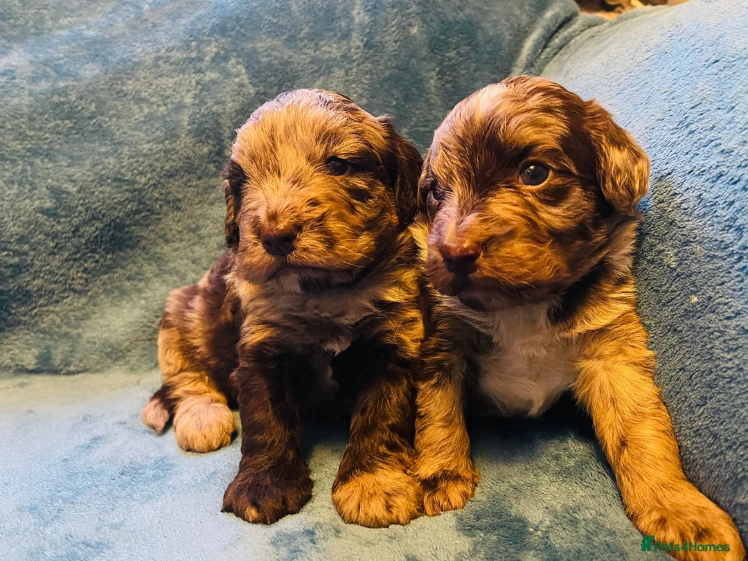 Sproodle dogs for sale: Outstanding chocolate merle puppy's  - Advert 1