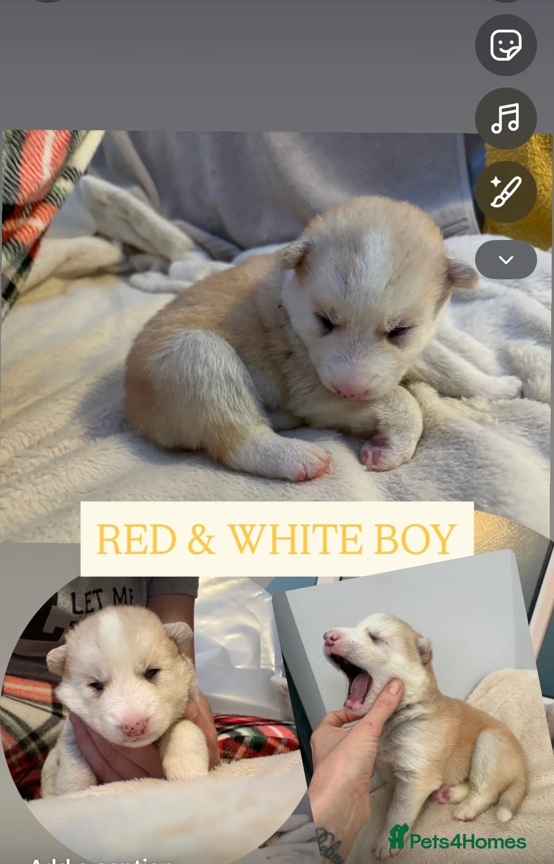 Shepsky dogs for sale: STUNNING SHEPSKY PUPPIES! - Advert 22