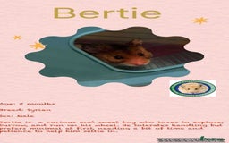 Hamster rodents for sale: Hamsters for adoption  - Image 5